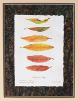 California Bay Leaves