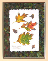 Black Oak