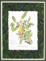 Coffeeberry
